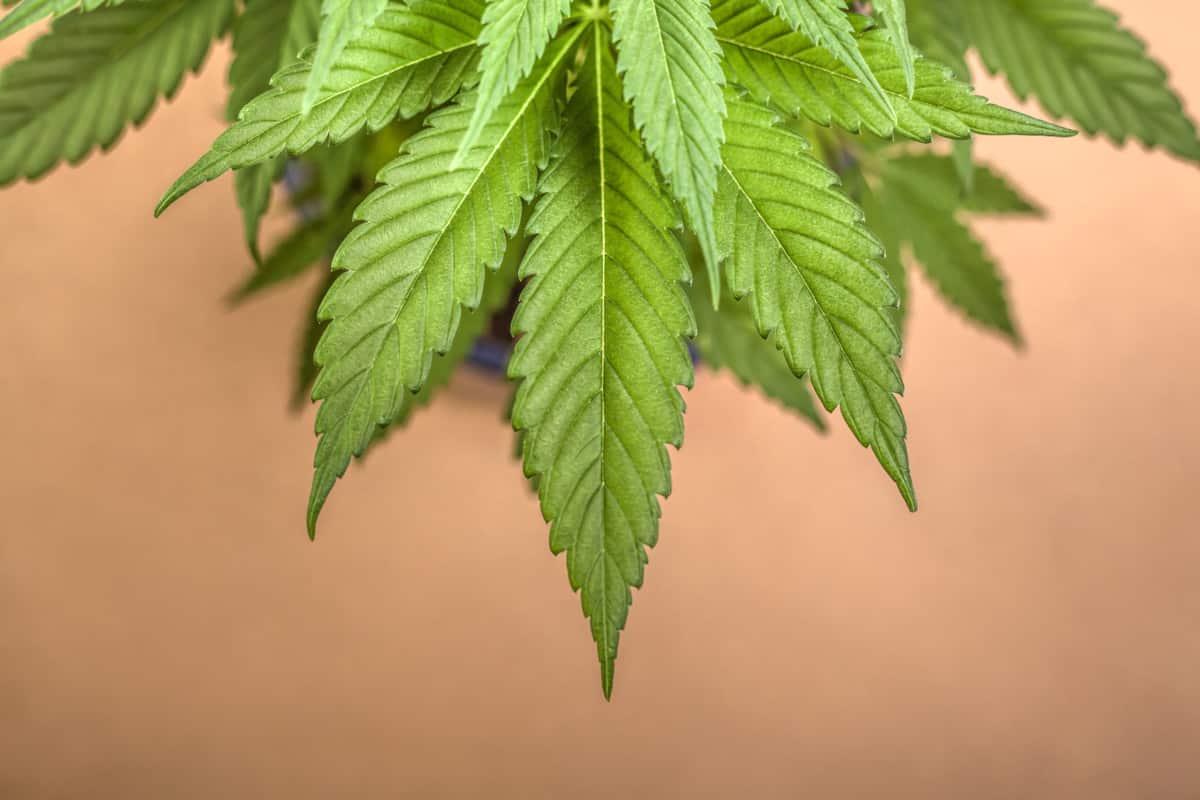 Five Biggest Changes in Pennsylvania’s Medical Marijuana Application