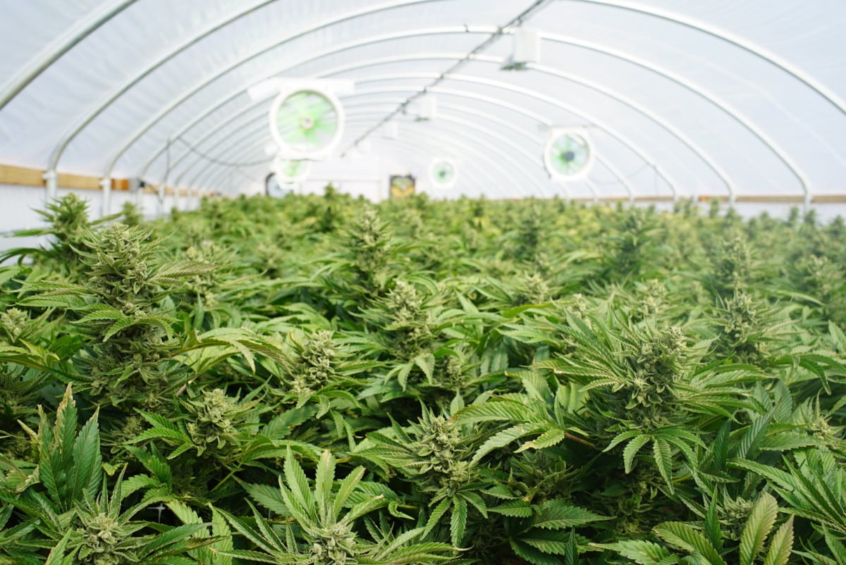 marijuana strains