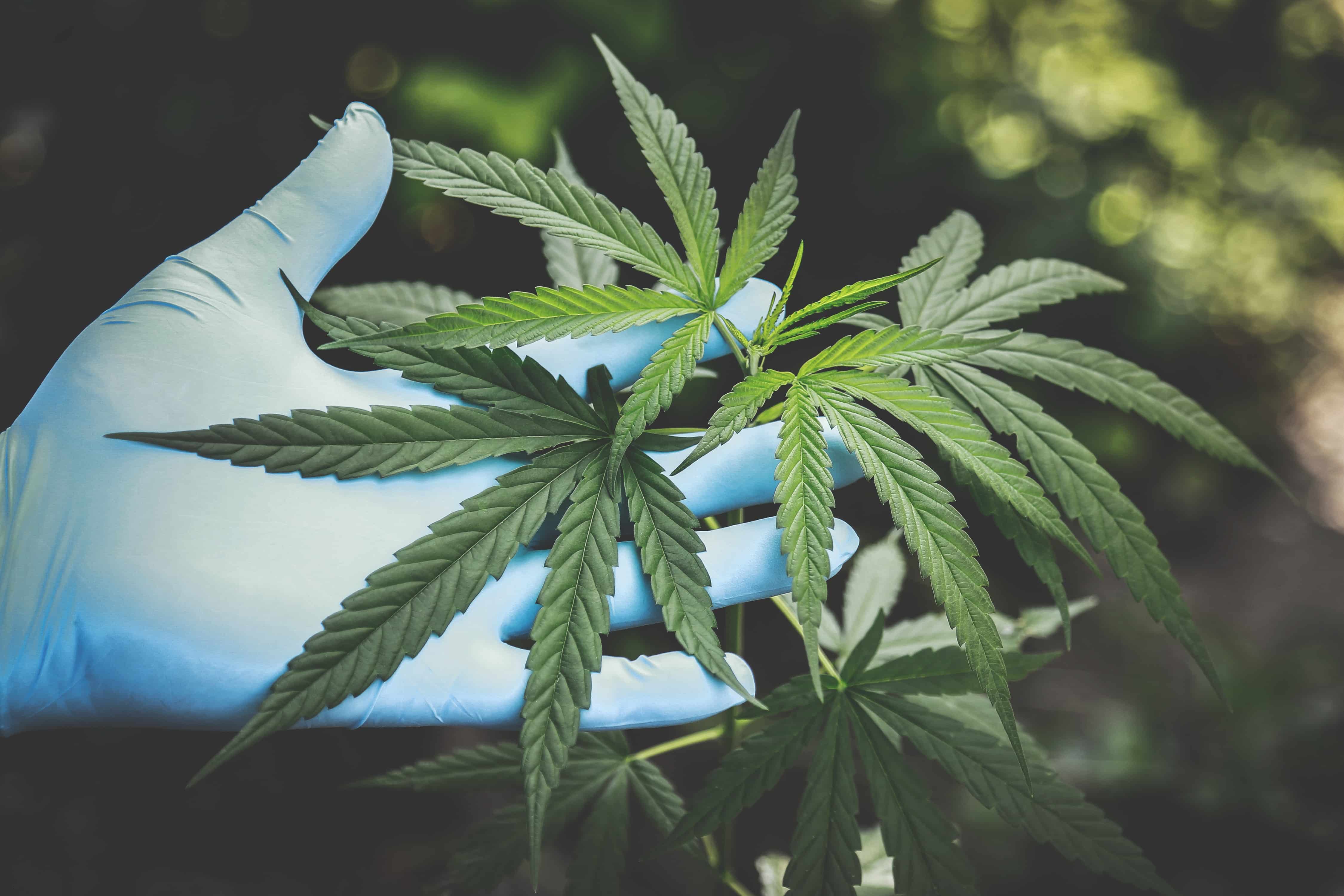 Medical Marijuana in Arkansas NWA News Feature
