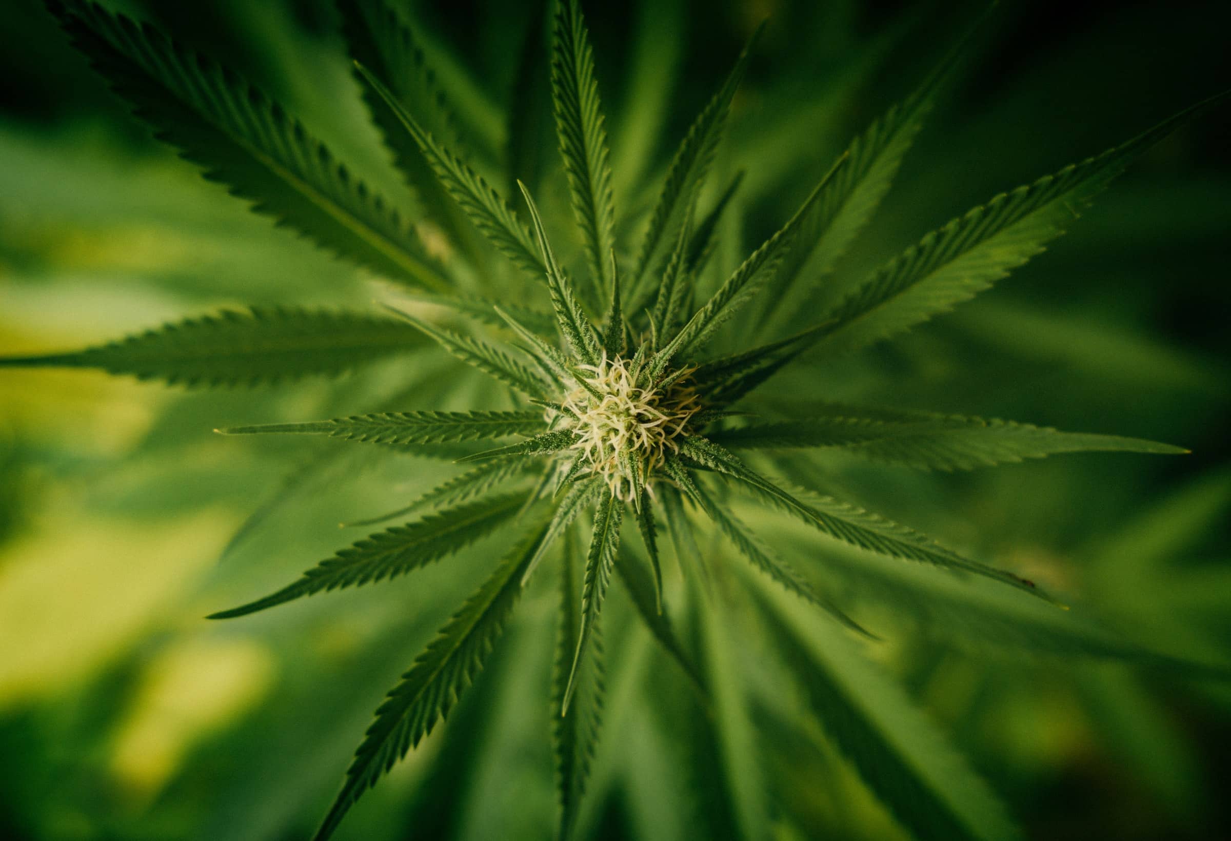 Cannabis Strategy Consultant Level III