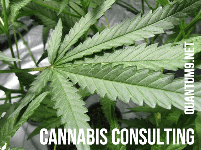 Cannabis Consultant Massachusetts