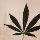 Upcoming-Cannabis-License-Application-Round