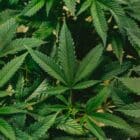 New Jersey cannabis cultivator license application