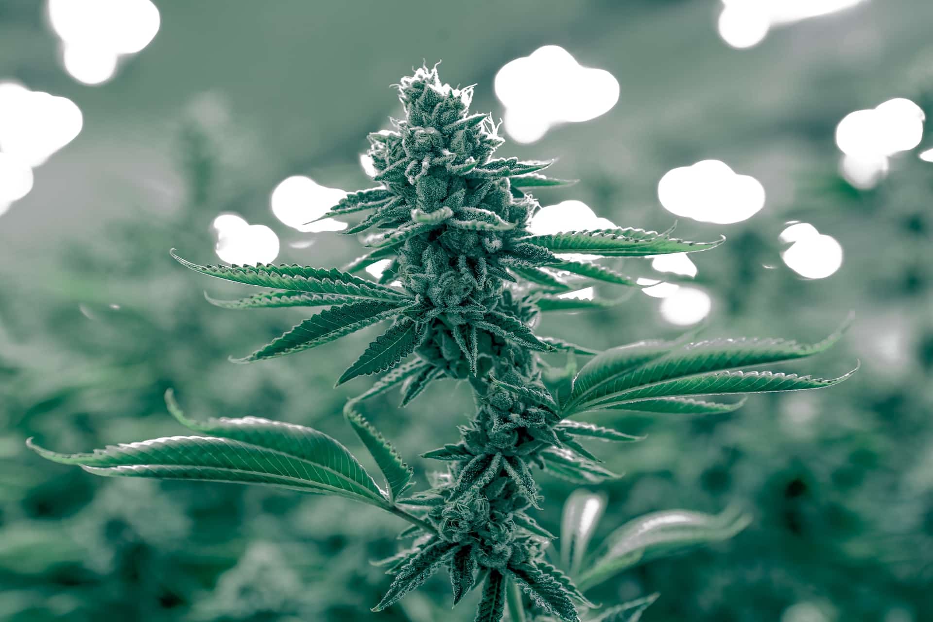 Vermont Cannabis Consulting: How to Start a Marijuana Business