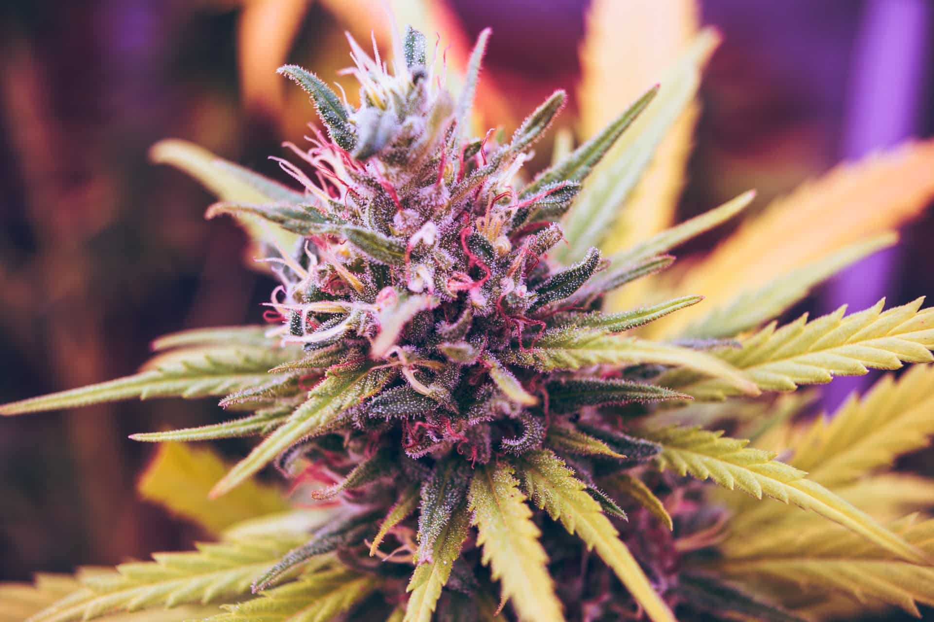 Vermont Cannabis Cultivator License