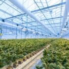 cannabis-cultivator-grow-facility-New-York