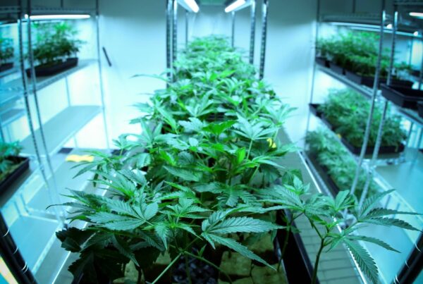 Kentucky Cultivator License Starting a Cannabis Grow (1)