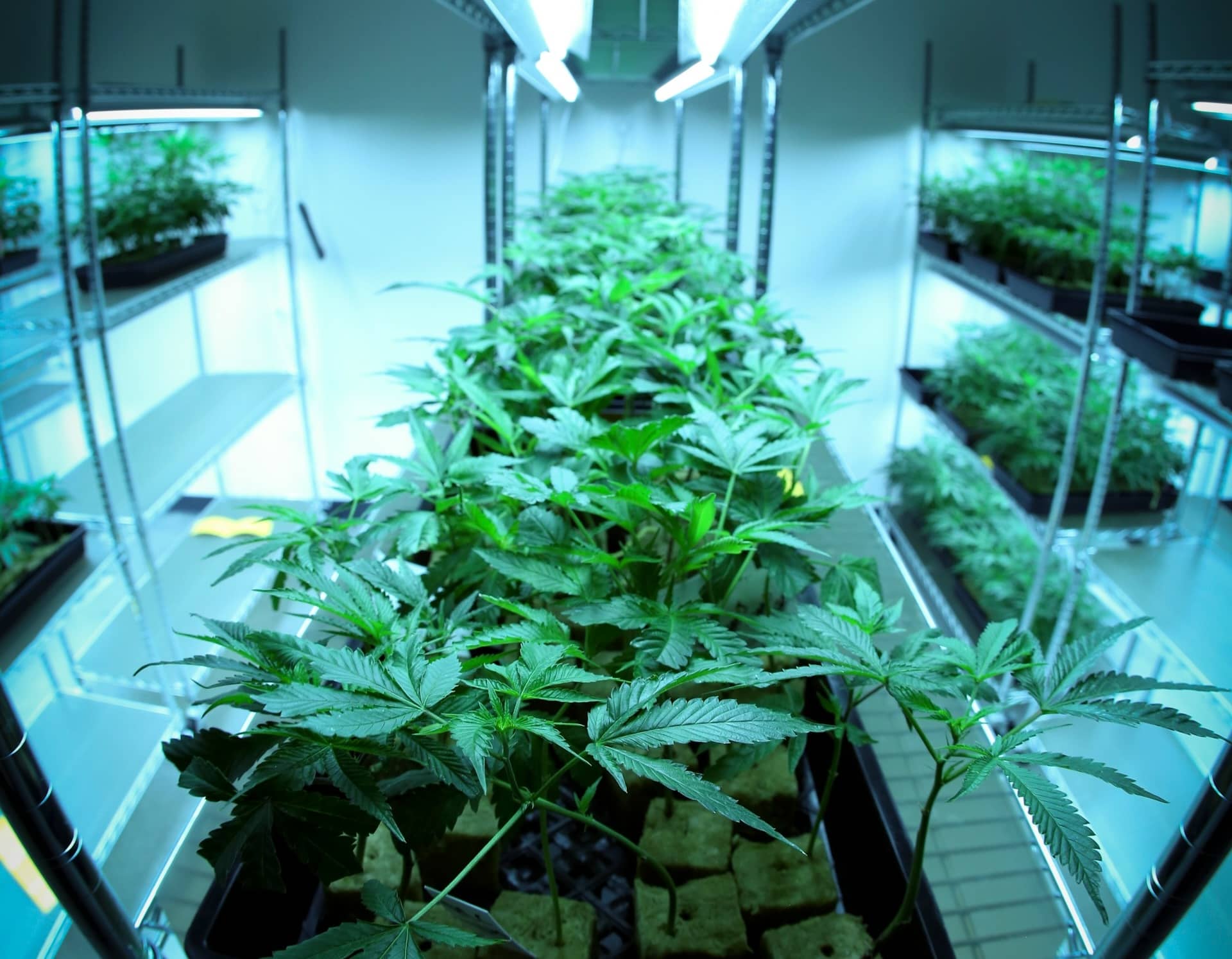 Kentucky Cultivator License: Starting a Cannabis Grow