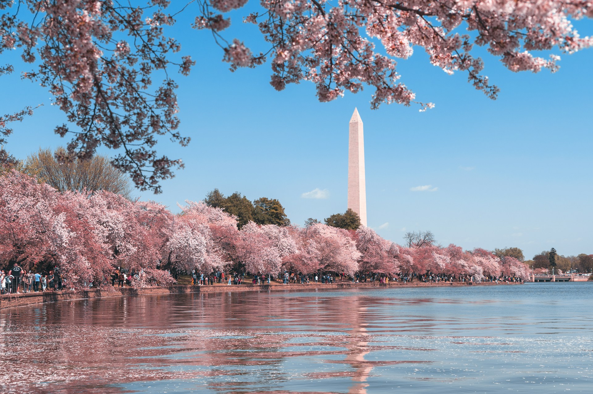 Washington D.C. Cannabis Consulting