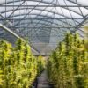 Minnesota cannabis cultivation license