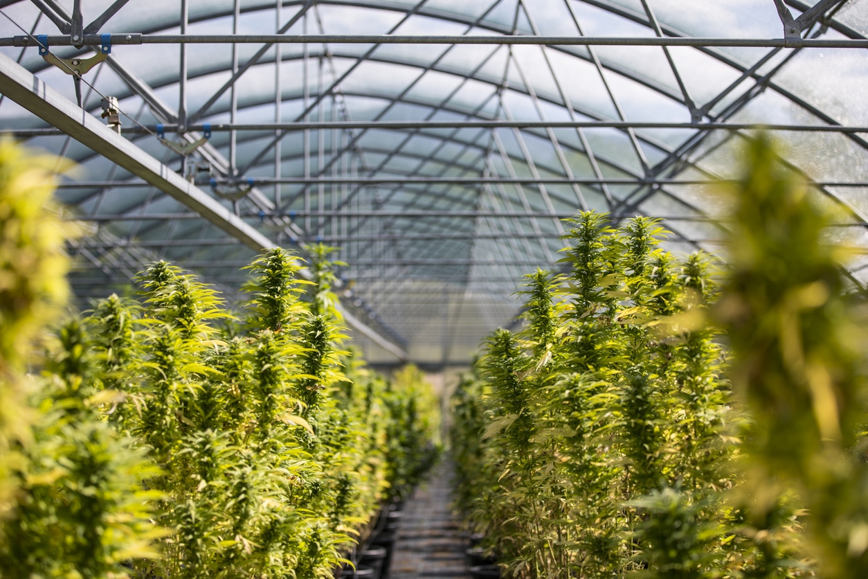 Minnesota Cannabis Cultivation License: A Complete Guide